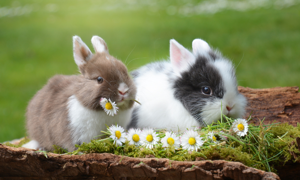 Cruelty-Free Ne Demek? Kozmetikte Zulümsüz Güzelliğin Gerçek Anlamı